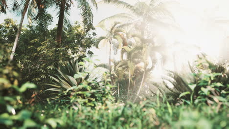 tropical-garden-with-palm-trees-in-sun-rays